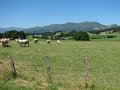 (73) 2007 Campagne Basque